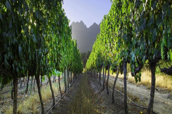 Haskell Vineyards