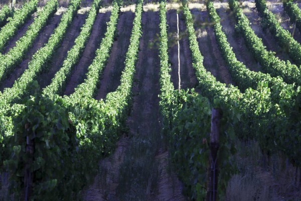 Haskell Vineyards