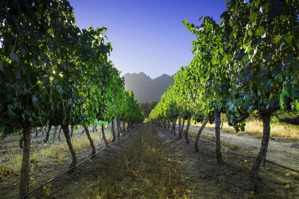 Haskell Vineyards