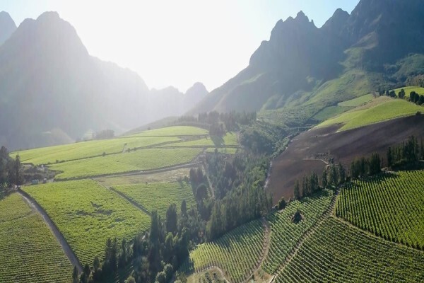 Haskell Vineyards