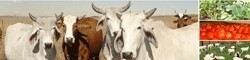 Mpumalanga Agricultural Development Corp