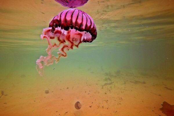 Dive Action