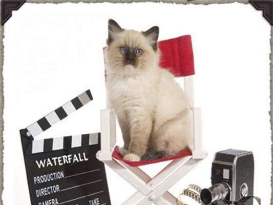 Waterfall Kennels & Cattery