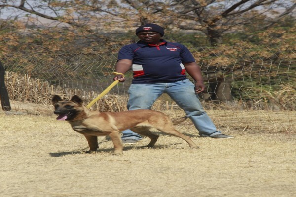 Braveheart Bio Dog Academy