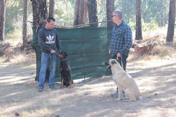 Braveheart Bio Dog Academy