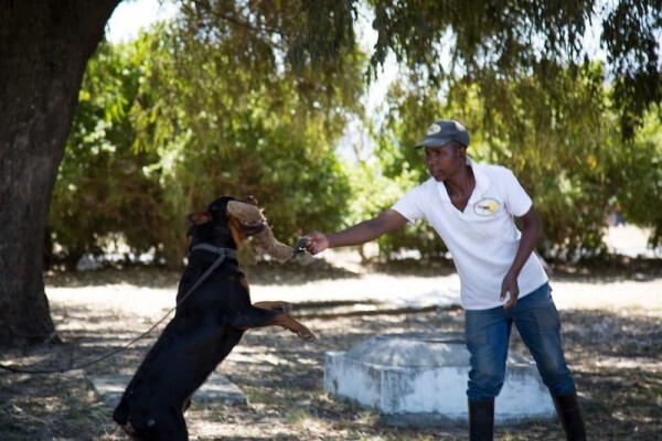 K-9 Training Centre & Kennels