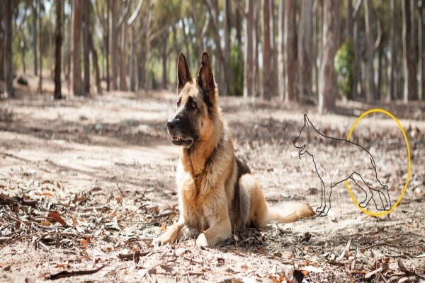 K-9 Training Centre & Kennels