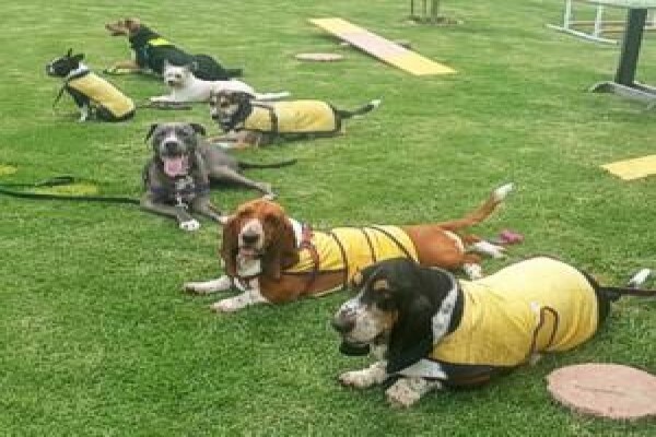 Dog Dynamics