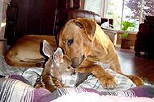 About Dogs