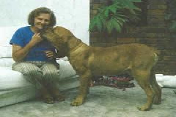 About Dogs