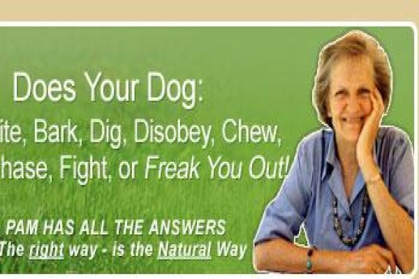 About Dogs