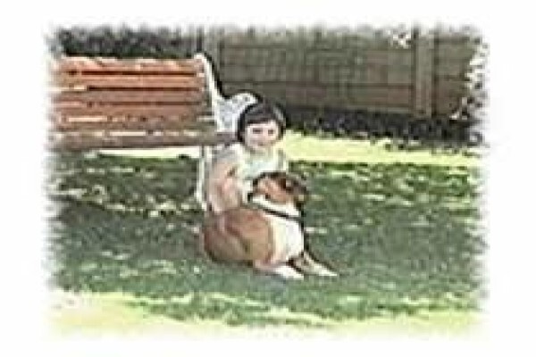 About Dogs
