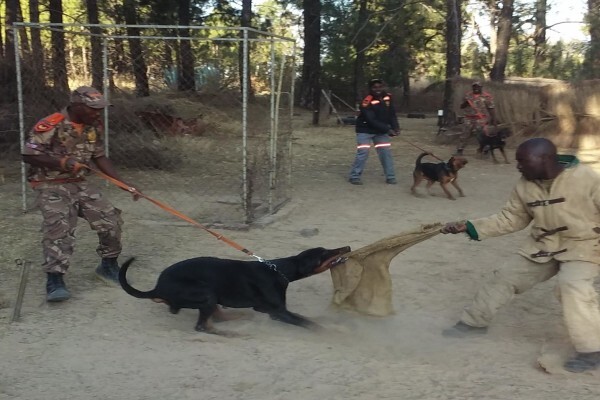 Braveheart Bio Dog Academy