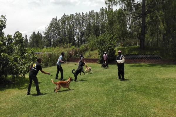 Braveheart Bio Dog Academy