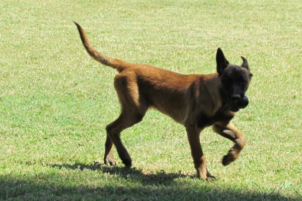 Braveheart Bio Dog Academy