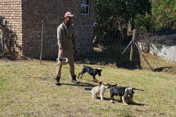 Braveheart Bio-Dog Academy