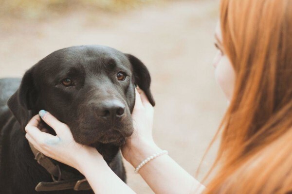 Classy Petcare