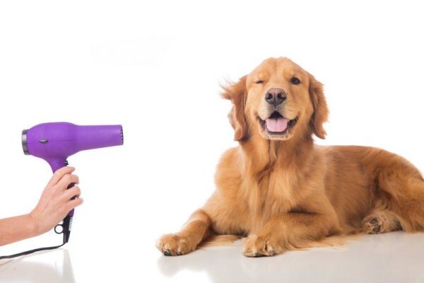 Classy Petcare