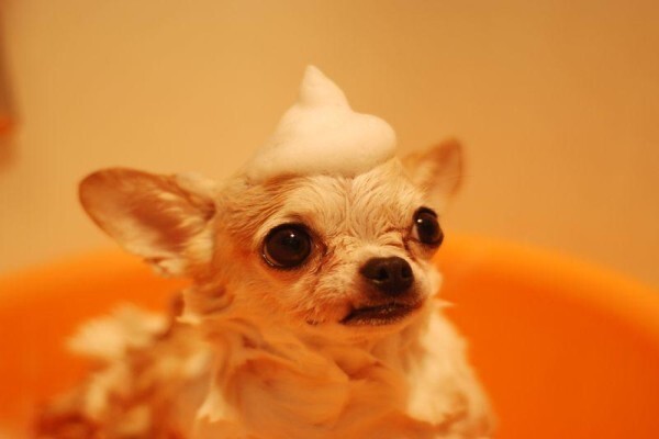 Classy Petcare