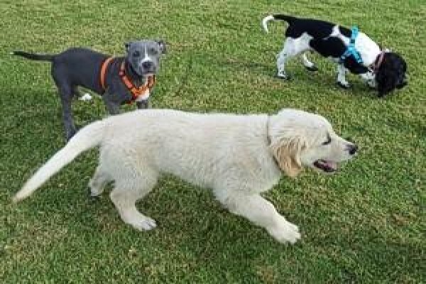 Dog Dynamics