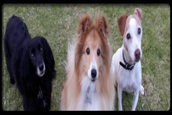 Dog Dynamics