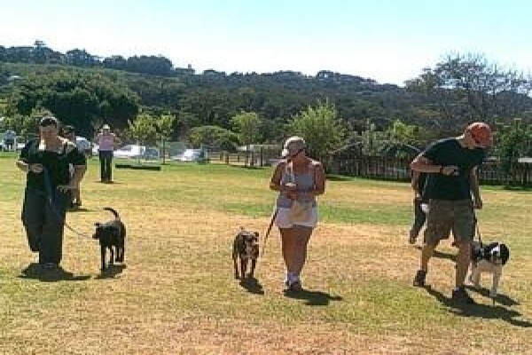 Dog Dynamics