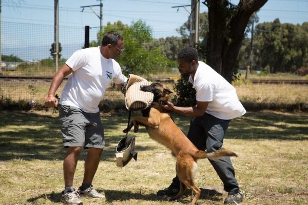 K-9 Training Centre & Kennels