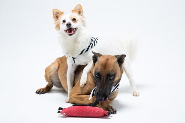 K-9 Training Centre & Kennels