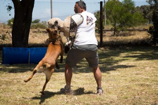 K-9 Training Centre & Kennels