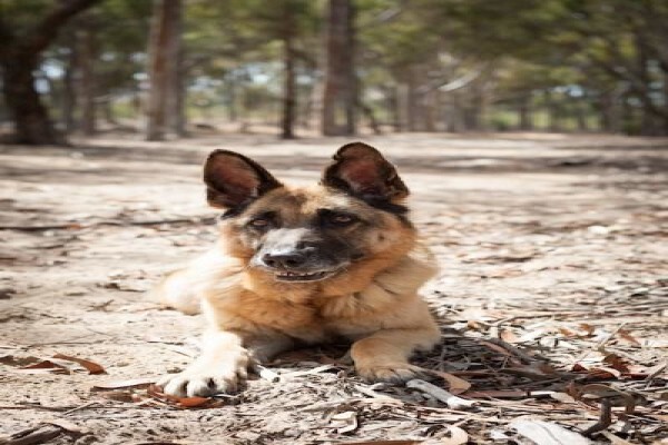 K-9 Training Centre & Kennels
