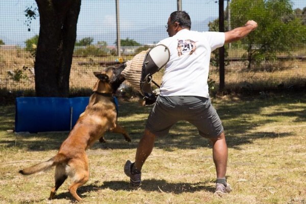 K-9 Training Centre & Kennels