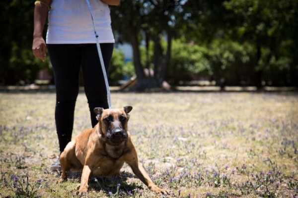 K-9 Training Centre & Kennels
