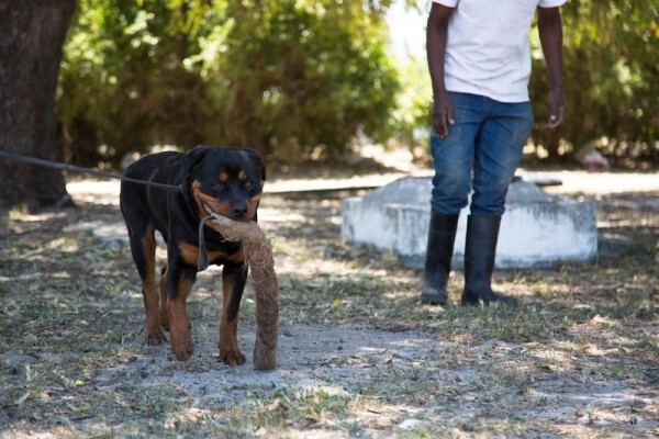 K-9 Training Centre & Kennels