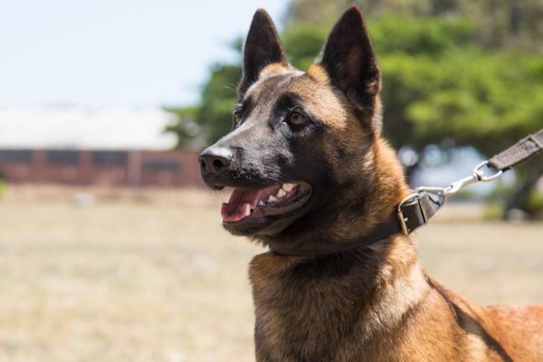 K-9 Training Centre & Kennels
