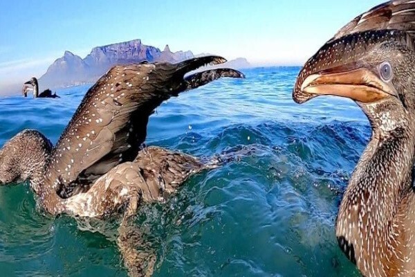 Robben Island Tours CC