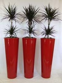 Palm Alley Executive Indoor Gardens CC