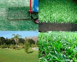 Roll-On-Lawn