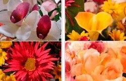 Flora Mystique