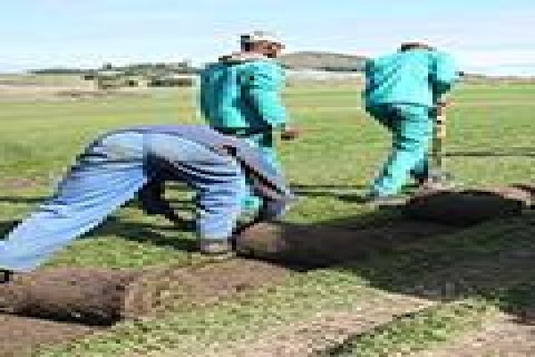 Roll-On-Lawn