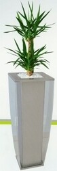 Servest Office Plants