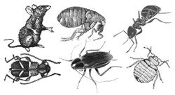 Pest Master
