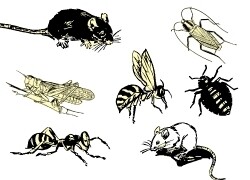 A1 Pest Killers CC