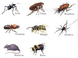 All Area Pest Control