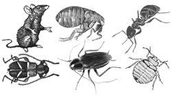 Bambanani Pest Control