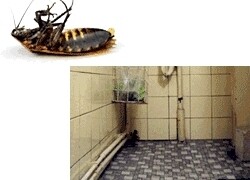 Cockroach-Free.com