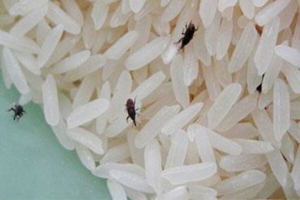 Eco Pest CC