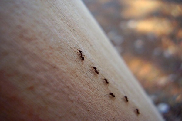 ABC Pest Control