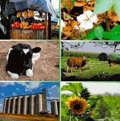 Agriculture Forestry & Fisheries