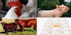Meadow Feeds Eastern Cape (Pty) Ltd