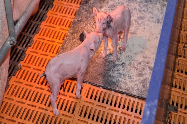Meadow Feeds (Natal)